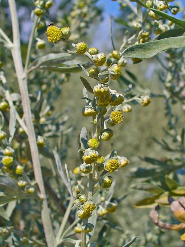 L'absinthe contre les chenilles, les pucerons et les piérides