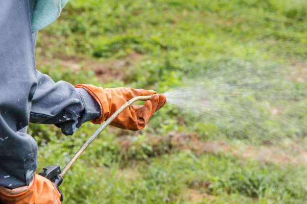 Vaporiser du soufre ou de la chaux sur les plantes