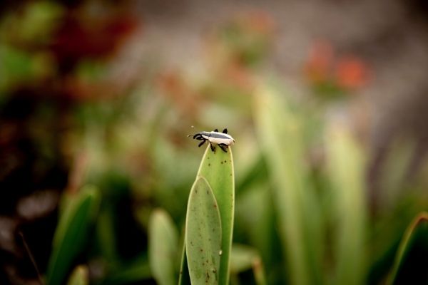 insecte sur une plante