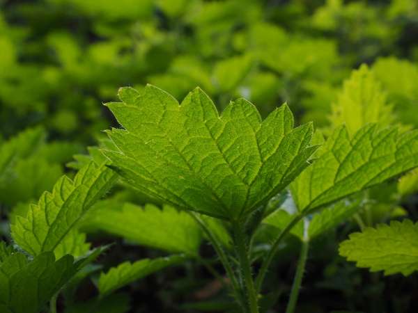 L'ortie protège la plante des pucerons