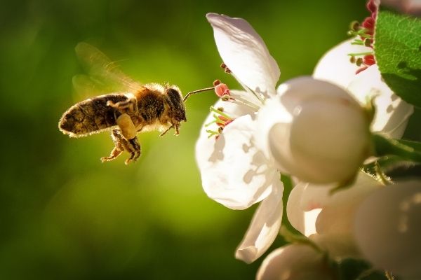 Abeille survolant une fleur blanche pour ramasser le pollen