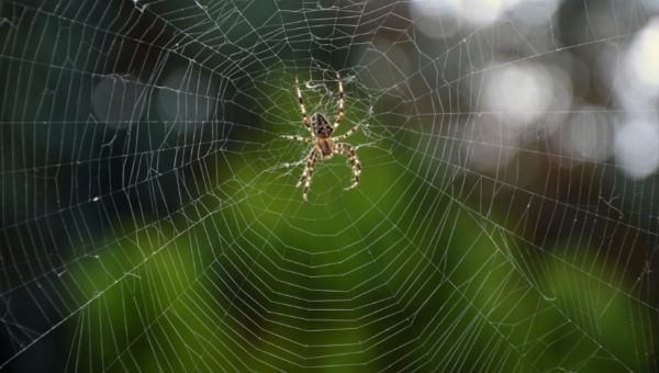 Toile d'araignée dans un jardin