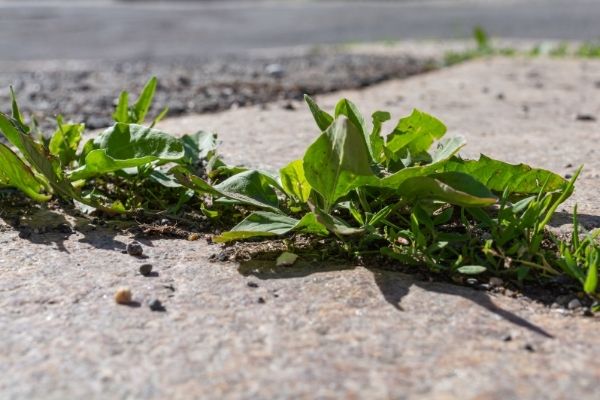 Mauvaises herbes sur une allée de jardin