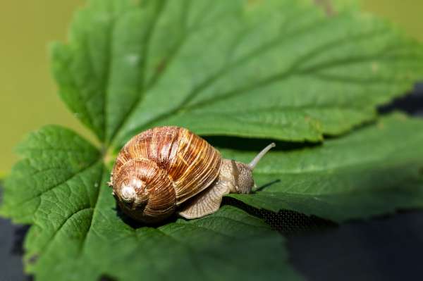 escargot