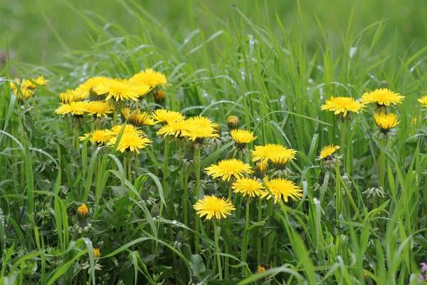 Désherbant pour votre jardin