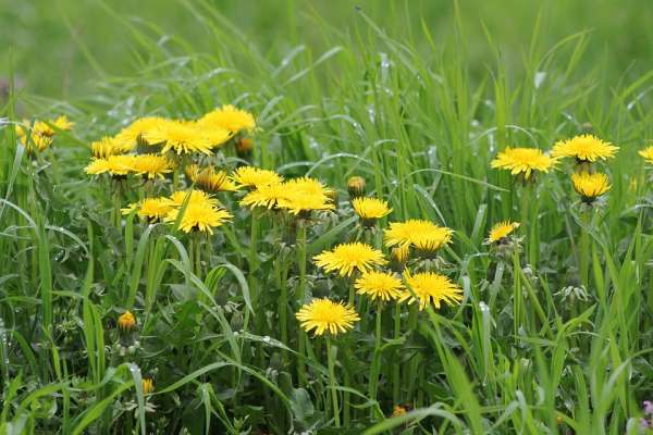 Désherbant pour votre jardin
