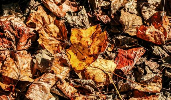 feuilles mortes