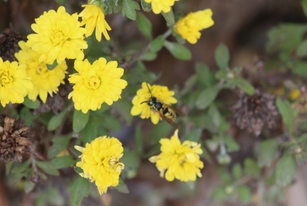 Répulsif pour les insectes