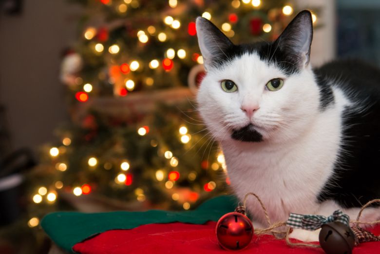 Protéger le sapin de Noël de son chat